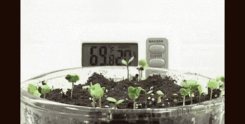 Time Lapse Of Leaves Growing GIF
