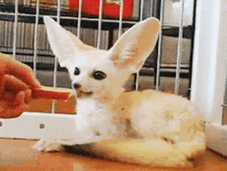 Timid Little Fennec Fox Getting Fed GIF