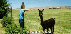 Tina The Alpaca GIF