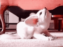 Tiny Dog Itchy Ears GIF