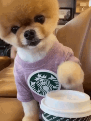 Tiny Dog Loves Starbucks  GIF