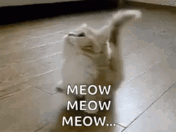 Tiny Fluffy Cat Meow Meow Meow GIF