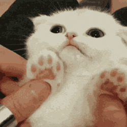 Tiny Hissing Cat GIF