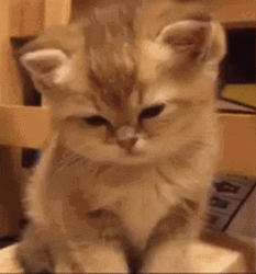 Tiny Kitten Is So Sleepy GIF