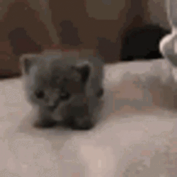 Tiny Kitten Walking On To Soft Bed GIF