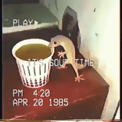 Tiny Lizard Drinking Coffee GIF
