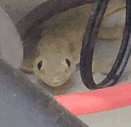 Tiny Lizard Intense Gaze GIF