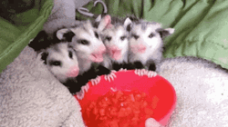 Tiny Possum Group GIF