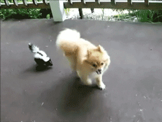 Tiny Skunk Following Dog GIF