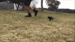 Tiny Tasmanian Devil Following Human GIF