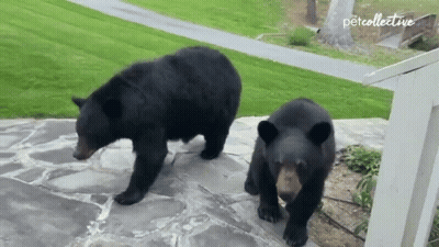 Tiptoeing The Pet Collective GIF