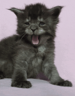 Tired Cat Cat Tired GIF