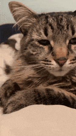 Tired Cat GIF