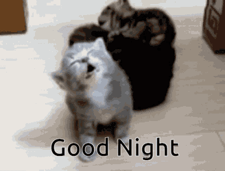 Tired Cat Tired GIF