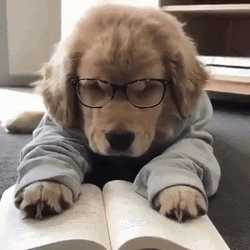 Tired Dog Reading A Book GIF