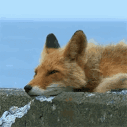 Tired Fox Looking Away GIF