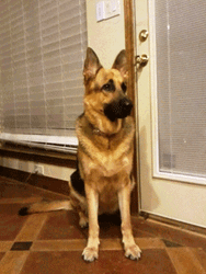 Tired German Shepherd GIF