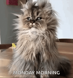 Tired Monday For Messy Cat GIF
