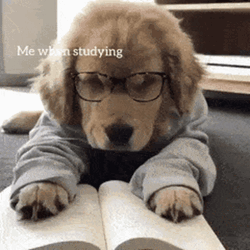 Tired Of Studying GIF
