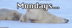 Tired Polar Bear On Manic Monday GIF