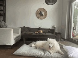 Tired Sleepy Samoyed Dog GIF