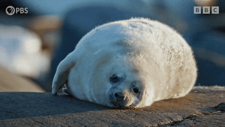 Tired Spinning Seal GIF