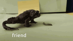 Toad Eating Caterpillar GIF