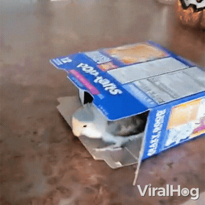 Toaster Pastries Box Saying Viralhog GIF