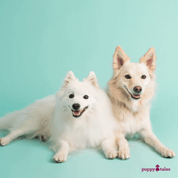 Today Is Happy National Dog Day GIF