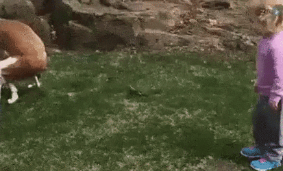 Toddler Tapping A Dog Excreting Poop GIF