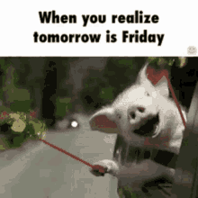 Tomorrow Is Friday Pig Memes GIF