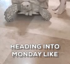 Tomorrow Is Monday Slow Crawling Turtle GIF