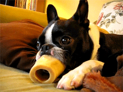 Tongue Licks Dog Bone GIF