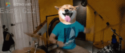 Tongue Out Shiba Inu Playing Drum GIF