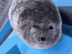 Tongue Out Teasing Playful Seal GIF