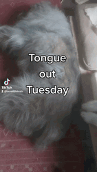 Tongue Out Tuesday Teasing Playful Dog