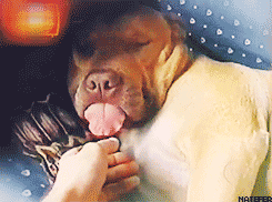 Tongue Touch Happy Sleeping Dog GIF