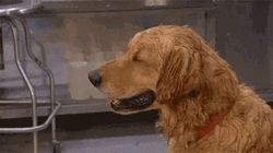 Too Hot For Golden Retriever GIF
