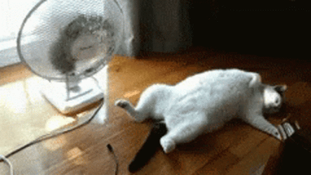 Too Hot Solo Fan For A Cat GIF