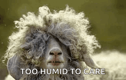 Too Humid To Care Hairy Sheep GIF