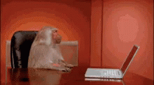 Too Much Work Grumpy Monkey Tossing Laptop  GIF