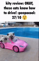 Toonces The Driving Cat GIF