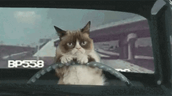 Toonces The Driving Cat GIF