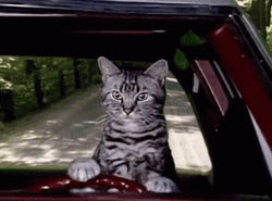Toonces The Driving Cat GIF