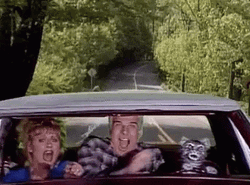 Toonces The Driving Cat GIF
