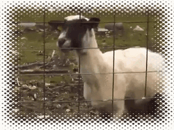 Top Of Lungs Screaming Goat OMG GIF