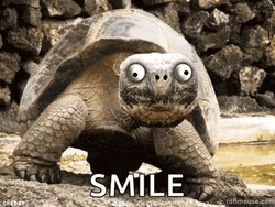 Tortoise Close Up Smile Funny Animal  GIF