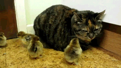 Tortoiseshell Grumpy Cat With Chicks