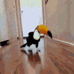 Toucan Bird Funny Dance GIF