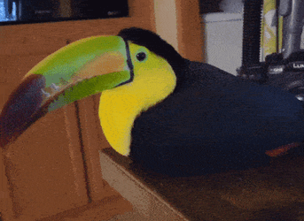 Toucan Bird GIF